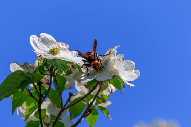 蜂の巣調査　アシナガバチ駆除　報告